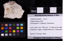 Foto (Objket + Etiketten) von Galatheoidea indet. 